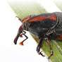 Weevilton
