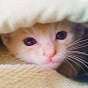 みそねこ