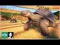 🐢 Galapagos Tortoise indoor habitat | Speed Build | Planet Zoo | BETA |