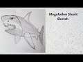 Megalodon Shark Sketch | Shark Custom Drawing | Speed Drawing