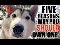 5 Reasons Why You SHOULD Own A Husky!!!