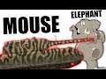 This is why elephants are afraid of mice...