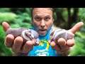 PURPLE SNAKES HATCHING!! WORLDS FIRST!! | BRIAN BARCZYK