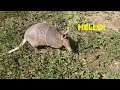 Close Encounter with a Wild Armadillo