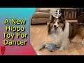 #Shorts Dog Finds New Hippo Toy || Shetland Sheepdog Sheltie