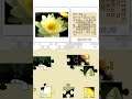 Blumen & Muster Puzzle Echter Puzzlespass fuer Unterwegs Europe - Nintendo DS