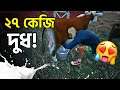 ফ্রি! ফ্রি! ফ্রি! গরুর দুধ😍 ‖ RANCH SIMULATOR ‖ PART 13 ‖ NOOBOSS