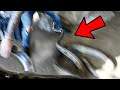 HUGE SNAKE ATTACK!! HOW TO HANDLE AN AGGRESSIVE SNAKE!! | BRIAN BARCZYK