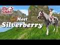 Meet Silverberry | American Paint Horse | SSO