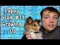 Growing up! - PuppyVlog #13 - MumblesVideos (Puppy Adventures)