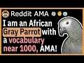 I am a parrot with a vocabulary of over 1000 words! -  (Reddit Ask Me Anything)