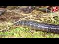 ไส้เดือนยักษ์คินาบาลู (Kinabalu giant earthworm) l 10 อันดับสำรวจโลก