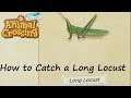 Animal Crossing: New Horizons - How to Catch a Long Locust
