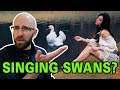 Why is a Final Performance Called a "Swan Song"?
