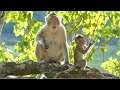 Mom Cruella Stay Behind Baby Monkey Cinn Protection But Not All Time. Baby Monkey Cinn Enjoy Freedom