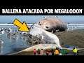 ¿Las Ballenas Devoradas Son Causa De Los Megalodones? | SoyCorraje
