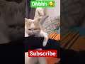 Baby Pet |look How Cute Is This #shorts #funny #cat #catvideos #funnyvideo