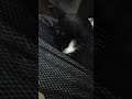 WAIT WHAT THE CAT SLEEPS LIKE A DUCK SUBSCRIBE LIKE FOR MORE FUNNY VIDEOS