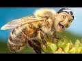ОЖУЖЖИТЕЛЬНЫЙ ВИТЕК! ► Bee Simulator