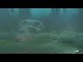 Let's Stream-The Legend of Zelda:Breath of the Wild-DLC Day 2