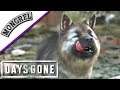 Days Gone #53 - Ein gesunder Hundewelpe - Let's Play Deutsch