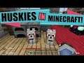 My Huskies Are In MINECRAFT!!! (Roo Is There Too)