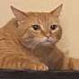Catto Streams