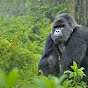 Gorillas Random Thoughts