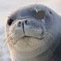 Liquid Foca