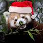 Red Panda Luver