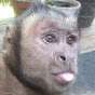The Monkey Hivemind