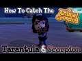 How to: Catch the Tarantula & Scorpion in Animal Crossing New Horizons