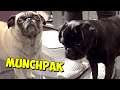 playing with the pugs while unboxing another munchpak