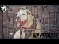Ghaint Pitbulls | Fighters | Vip Pitbulls