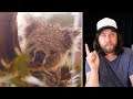 Ozzy Man Reviews: Happy Aussie Animals + Bushfire Fundraiser