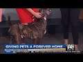 Shawnie, Mother Hubbard and her pup Mykonos on CBS 46