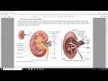 Urinary Anatomy I
