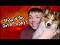 Should You Get A Puppy | What You Need to Know Before Getting A Puppy | MumblesVideos Pupdate #43
