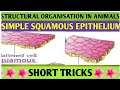 Trick to learn Simple squamous epithelium|epithelial tissue| structural organisation in animals|NEET