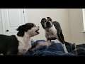 Boston Terriers Play Arguing