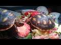 jimmy t and tortaly may 2020 lake worth fl   snack time   first strawberry 2