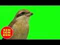 Brown Shrike Greenscreen || Butcher Bird || Baguio JPO