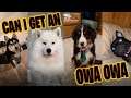 Owa Owa Tiktok Compilation (Other Dogs) (Can I get an Owa Owa)
