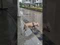Labrador have fun in Rain ☔ and cyclone 🌀.