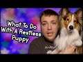 What To Do For A Restless Bored Puppy! - Pupdate #41 - MumblesVideos