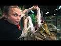FED BOTH MY HUGE ANACONDAS PIGS AT THE SAME TIME!! | BRIAN BARCZYK