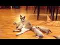 cats and kittens,cute cats,cute kittens,cute kitten videos,mother cat and kittens,Meowing Kittens