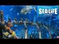 Sea Life Arizona Aquarium Tour & Review with The Legend