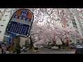 【4K】Cherry Blossom in Namcheondong #1, Busan, Korea in 4K Ultra HD