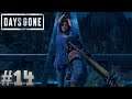 Days Gone Gameplay (PS4 Pro) Part 14 - Freaker Hordes and Deer Hunting